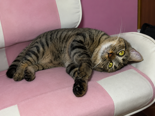 gatito gris descansando sobre una silla rosa