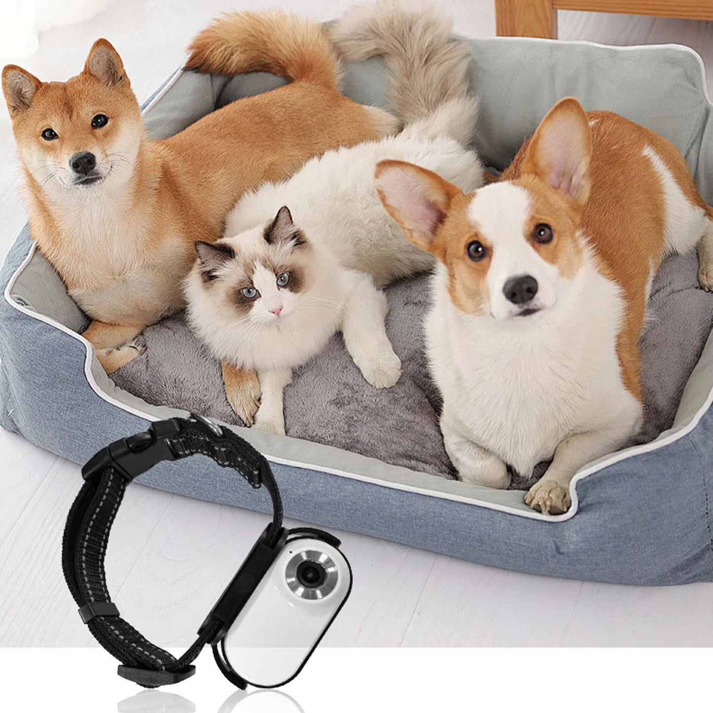 Pet Collar Camera with 120° Wide-Angle Lens – HD Video & Photo Recording, OTG Phone Connection, Adjustable Collar & Magnetic Clip